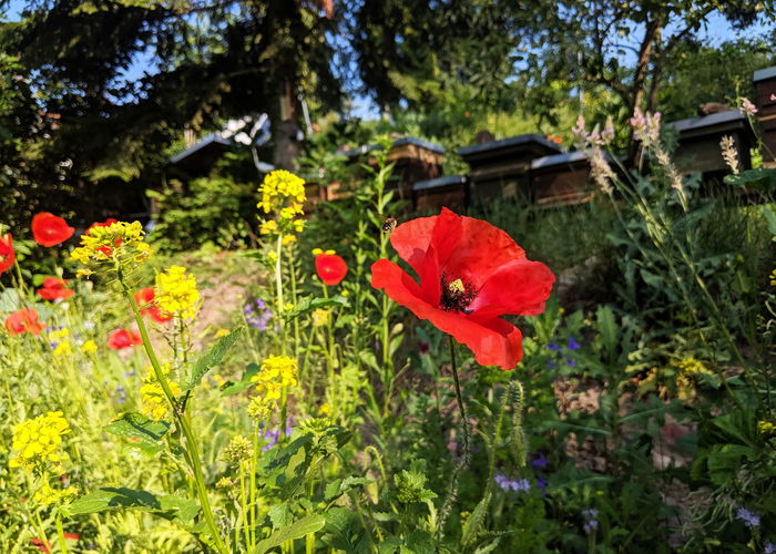 CONTAO_NATURE_THEME_Biene_auf_dem_Heimweg
