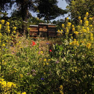 CONTAO_NATURE_THEME_Bienenstöcke_in_Wildblumenwiese