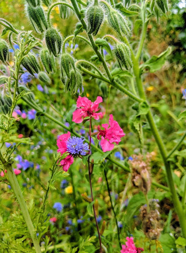 CONTAO_NATURE_THEME_Wildblumenwiese
